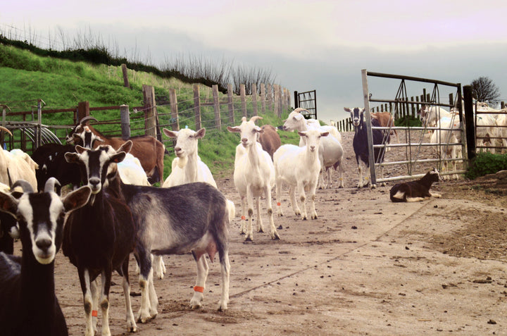 A flock of goats in a gated farmyard next to a field.