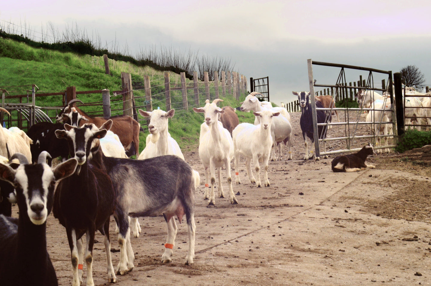 A flock of goats in a gated farmyard next to a field.