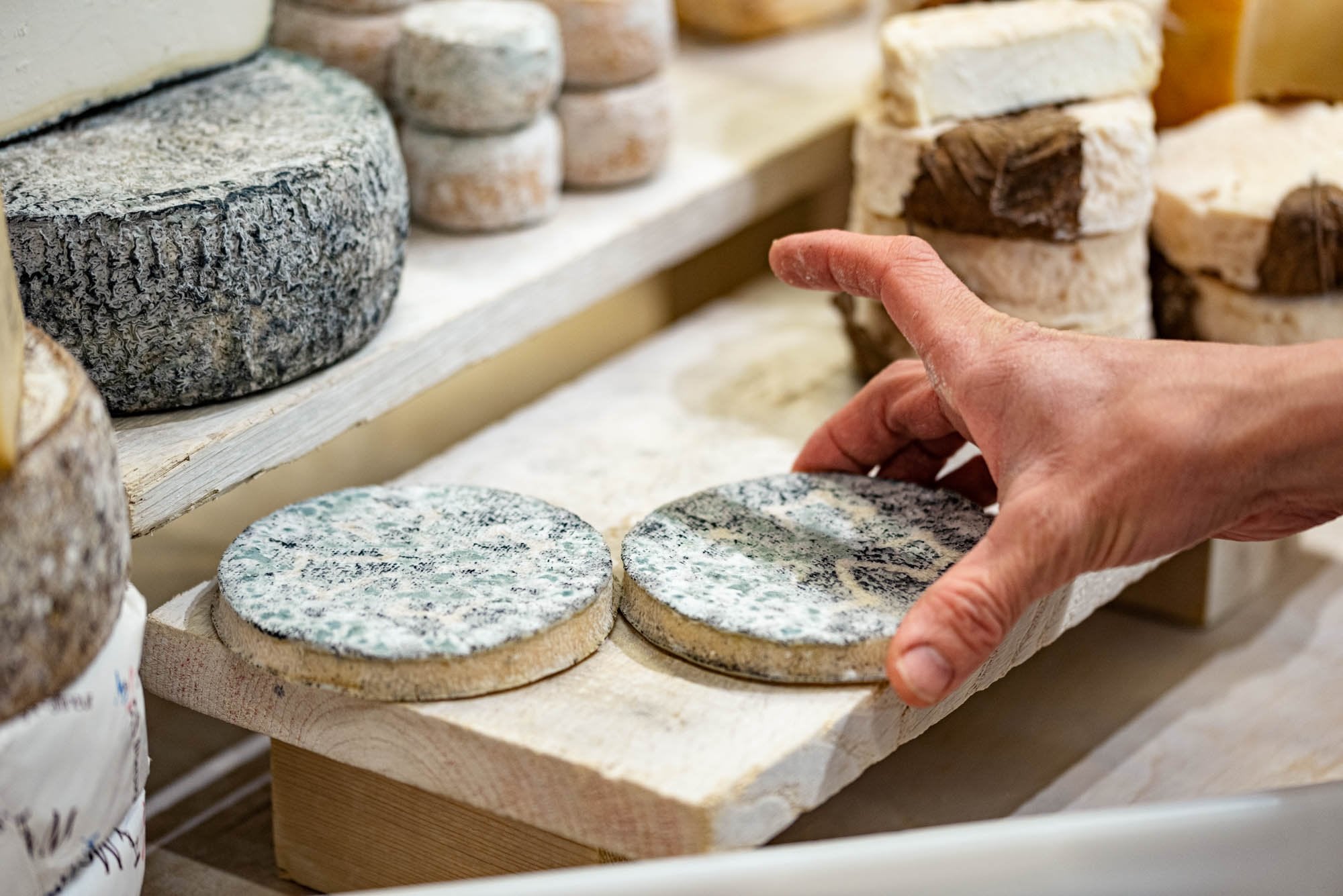 Various whole goat's cheeses being arranged on a wooden board