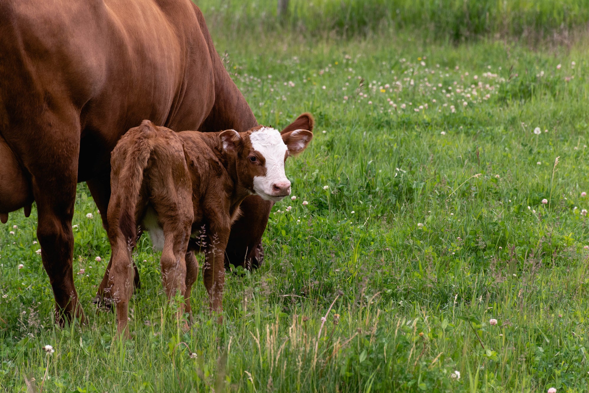 A brown calf and cow in a grassy field. 